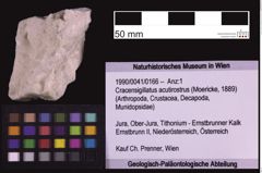 Foto (Objekt + Etiketten) von Cracensigillatus acutirostrus (Moericke, 1889) (NHMW-GEO-1990-0041-0166)